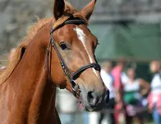 马拉加近况不佳，主帅挑战职位安危，队内气氛动荡的简单介绍